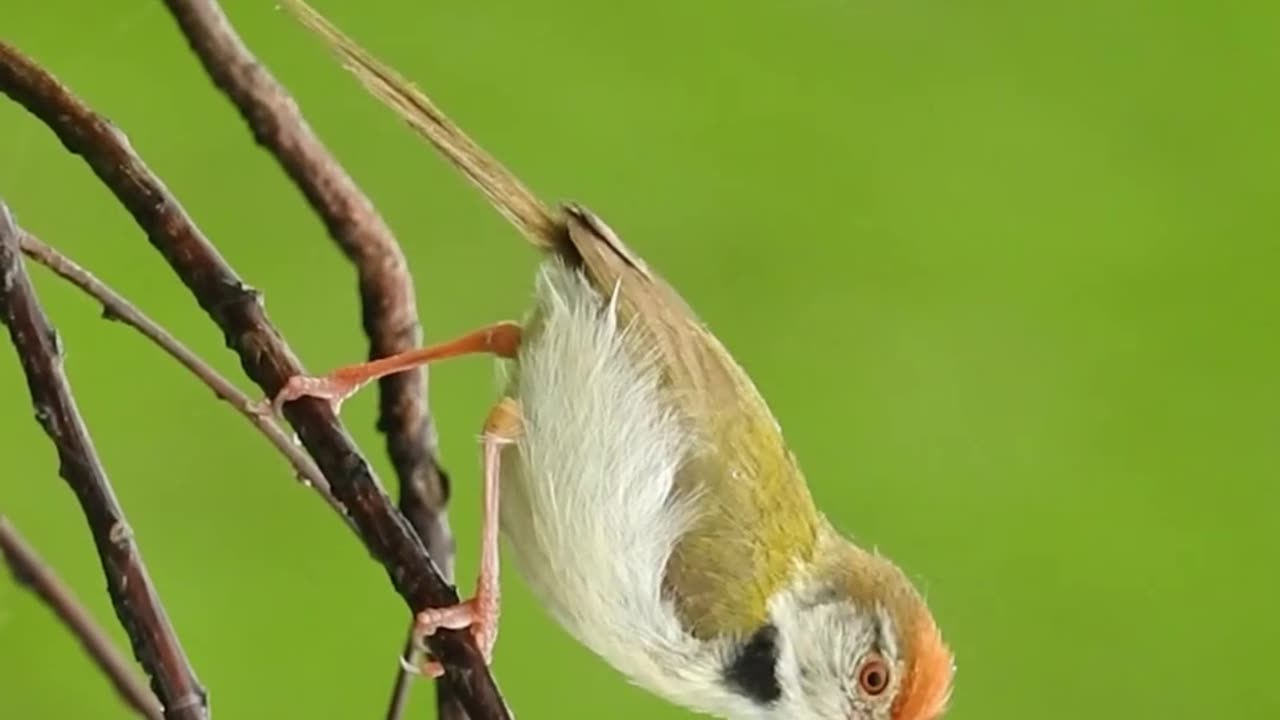 Little and little birds Funny videos| Lovely Cardinal Little Birds videos