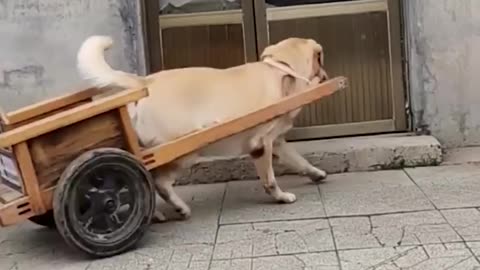 Lovely dog offering mama dog some help