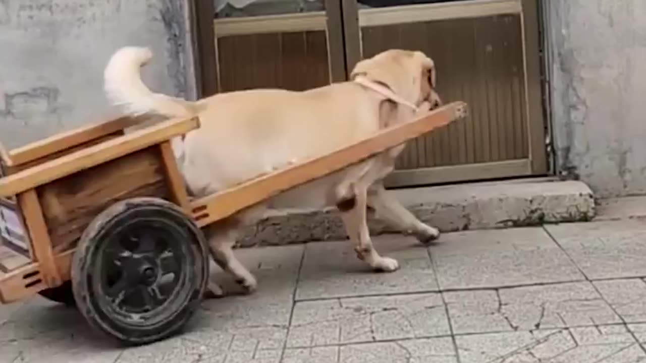 Lovely dog offering mama dog some help