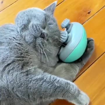5 minute funny cat video