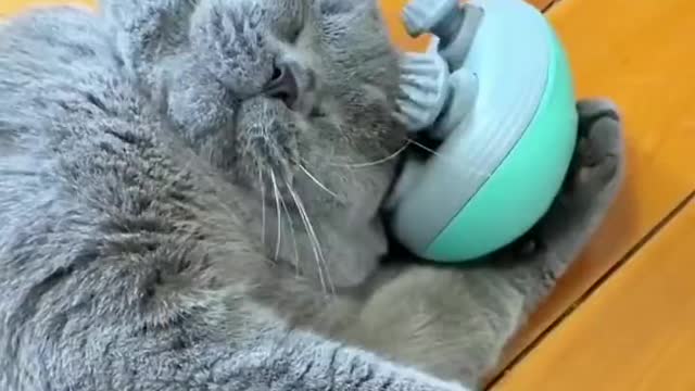 5 minute funny cat video