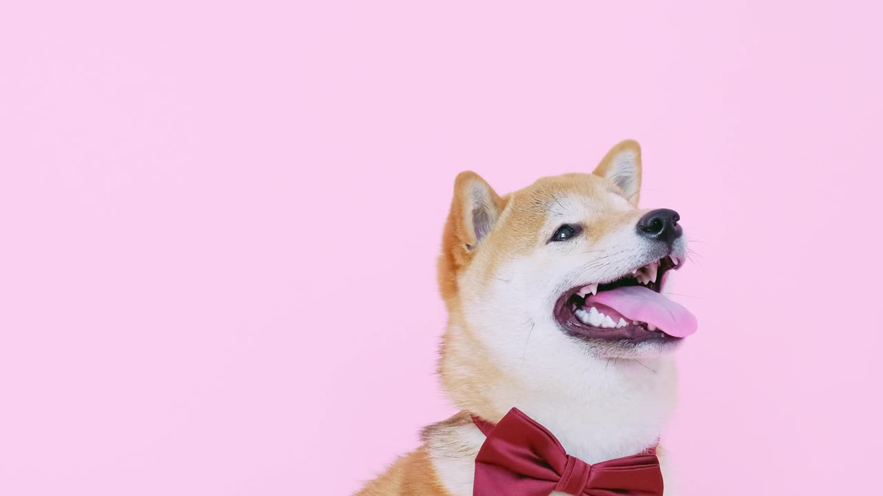 Laugh Out Loud with This Hilarious Dog Video - You Can't Help But Smile!