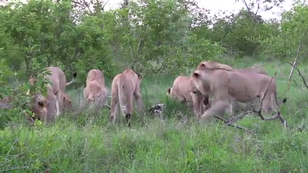 12 LIONS attack LEOPARD!