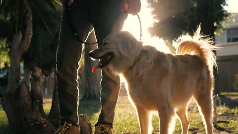 A dog and its owner at a park