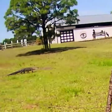 When you are an Apex Predator you don't rush for anyone