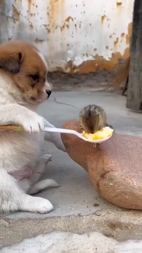 A beautiful moments of puppy and squirrel