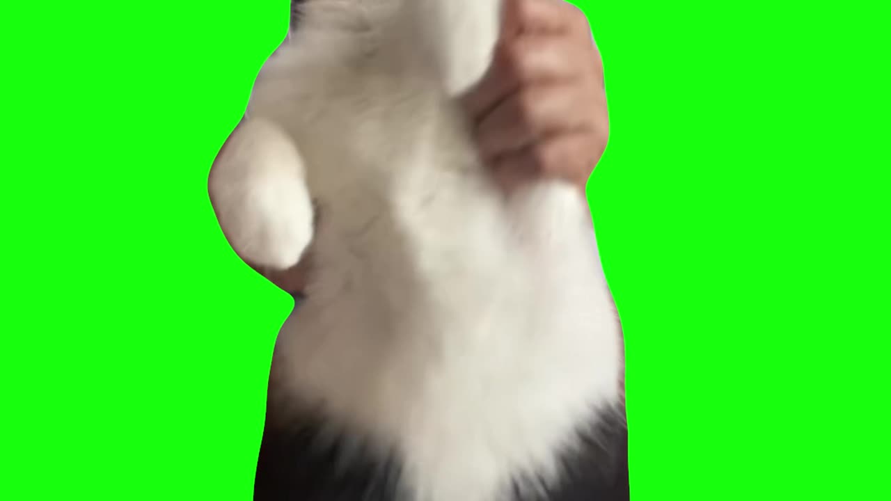 Crazy Right Meow (Cat Dancing to Crazy in Love) | Green Screen