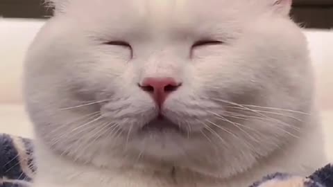 lol cute baby#foryou #cat #cut #funny #tiktok #fypシ #fypシ #ReTokforNature #animals #dog