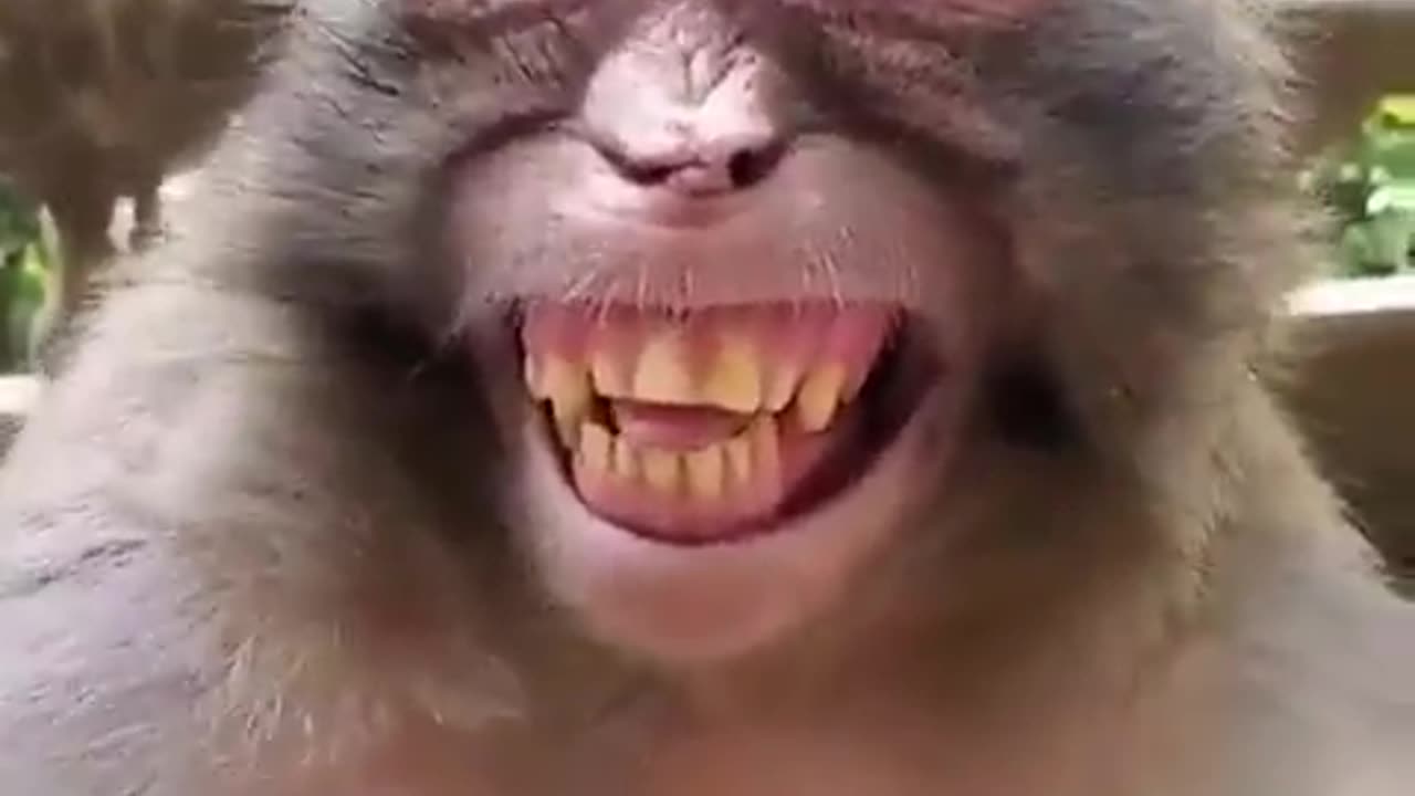 Monkey laughs