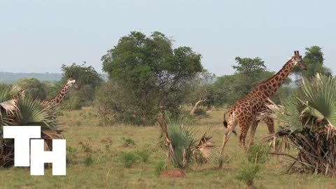Uganda