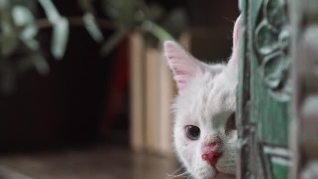 Cute white cat hiding.