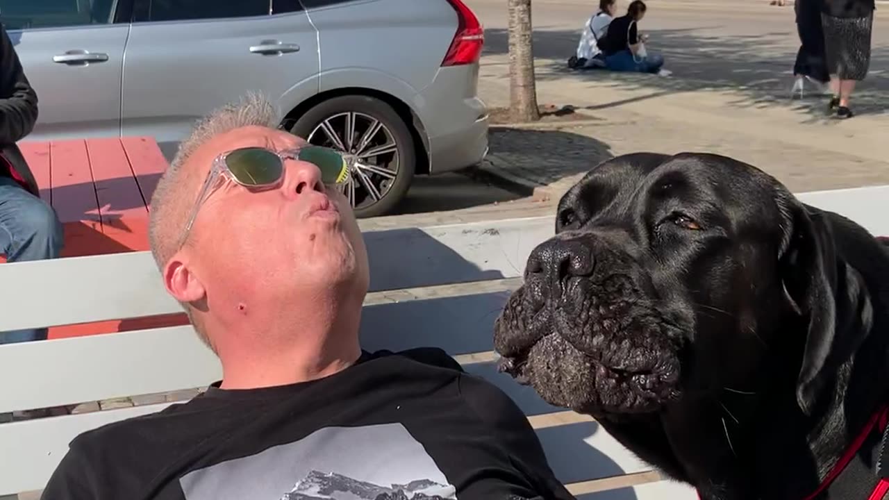 Cane Corso Puts on a Show