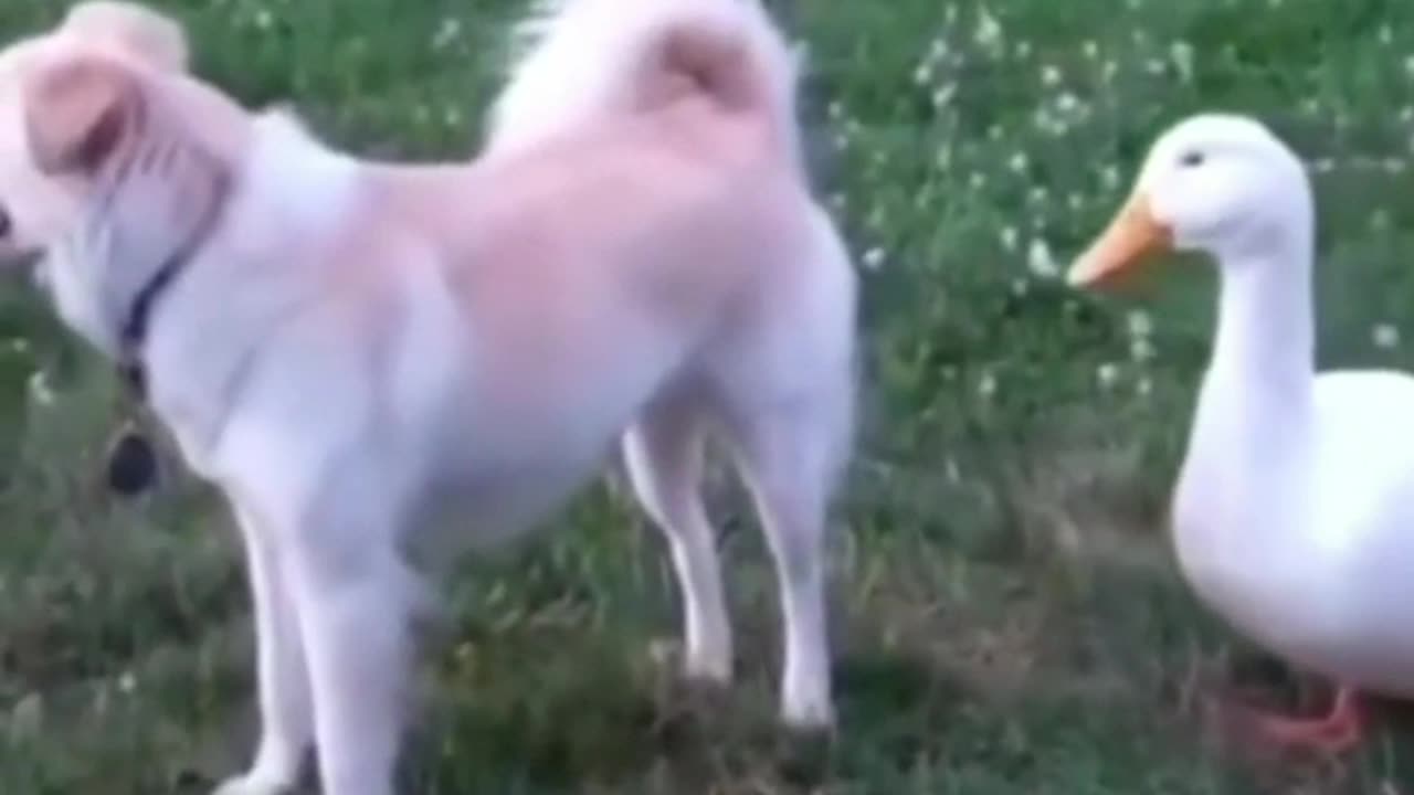 funny animal video 😂