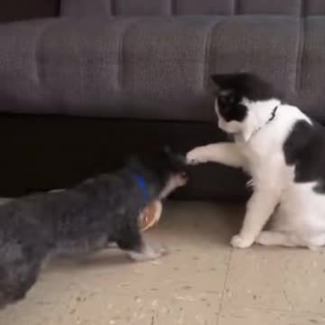 cats and dogs funny video