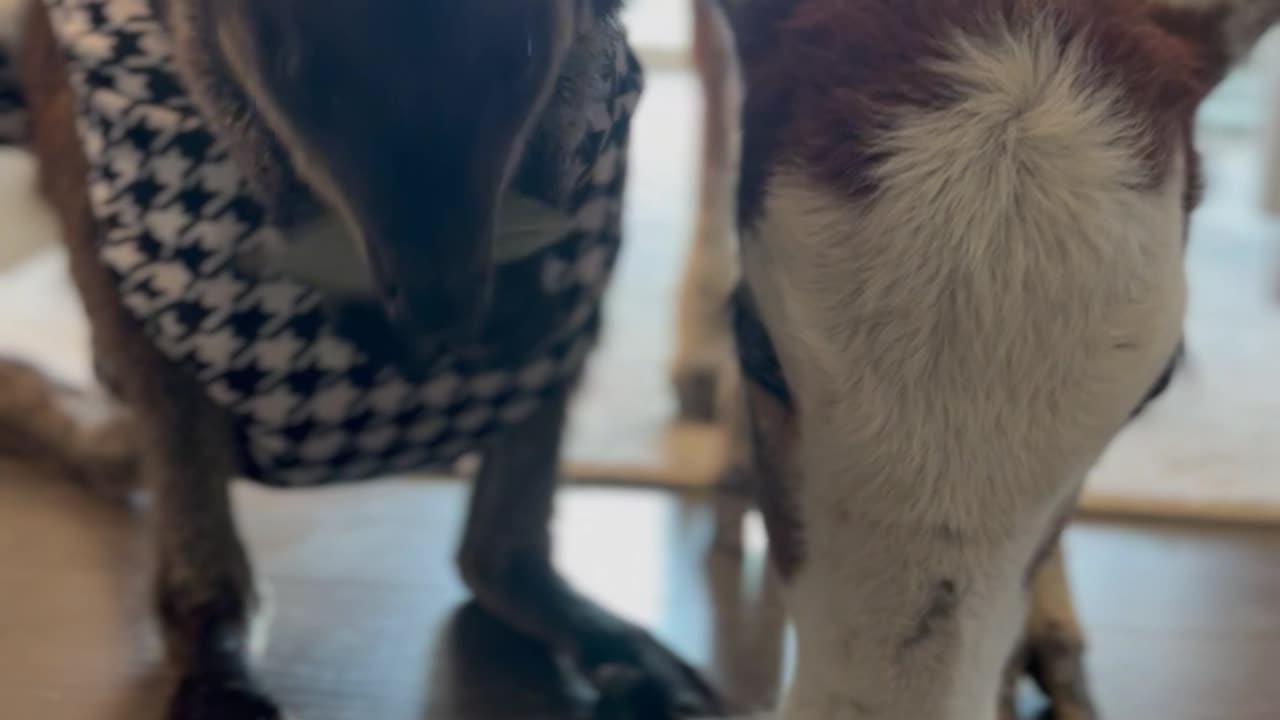 Wallaby and Mini Cow are Best Friends