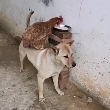 Dog helping hen to eat food