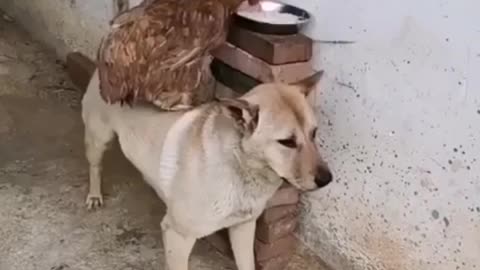 Dog helping hen to eat food