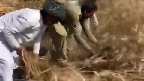 Past technology of wheat cutting