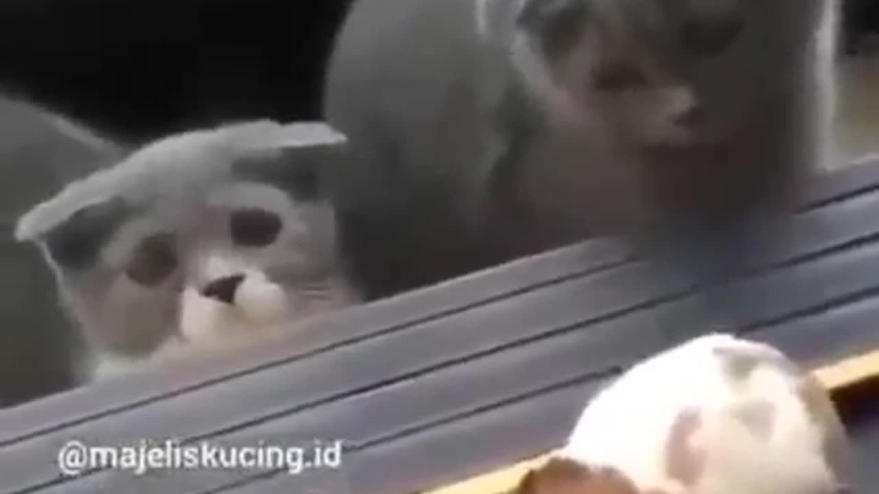 Funny Animals
