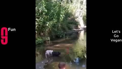 TRY NOT TO LAUGH ALL DAY