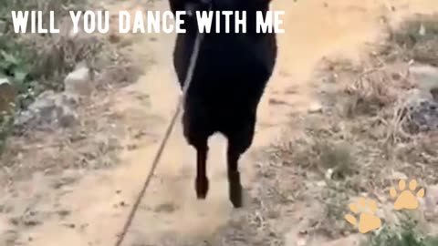 Funny Goat