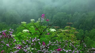 Rain Sound Relaxing Sleep
