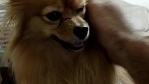 Sek's interesting behavior against caressing