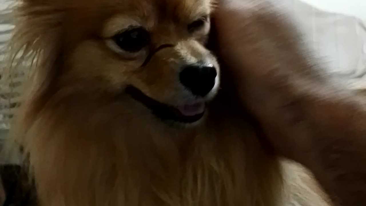 Sek's interesting behavior against caressing