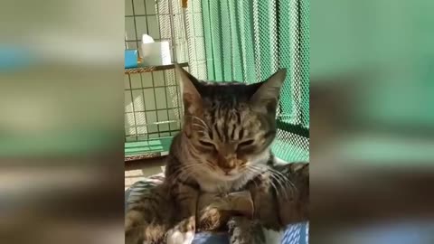 Funniest Cats And Dogs Videos - Trending Funny Animal Videos 2023