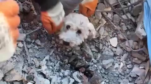 Dog survives the Turkey-Syria earthquake Death toll tops 15,000 people.