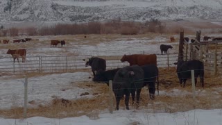 Cows in the field