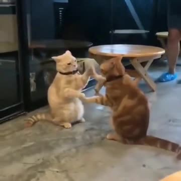 Cats Friends are playing