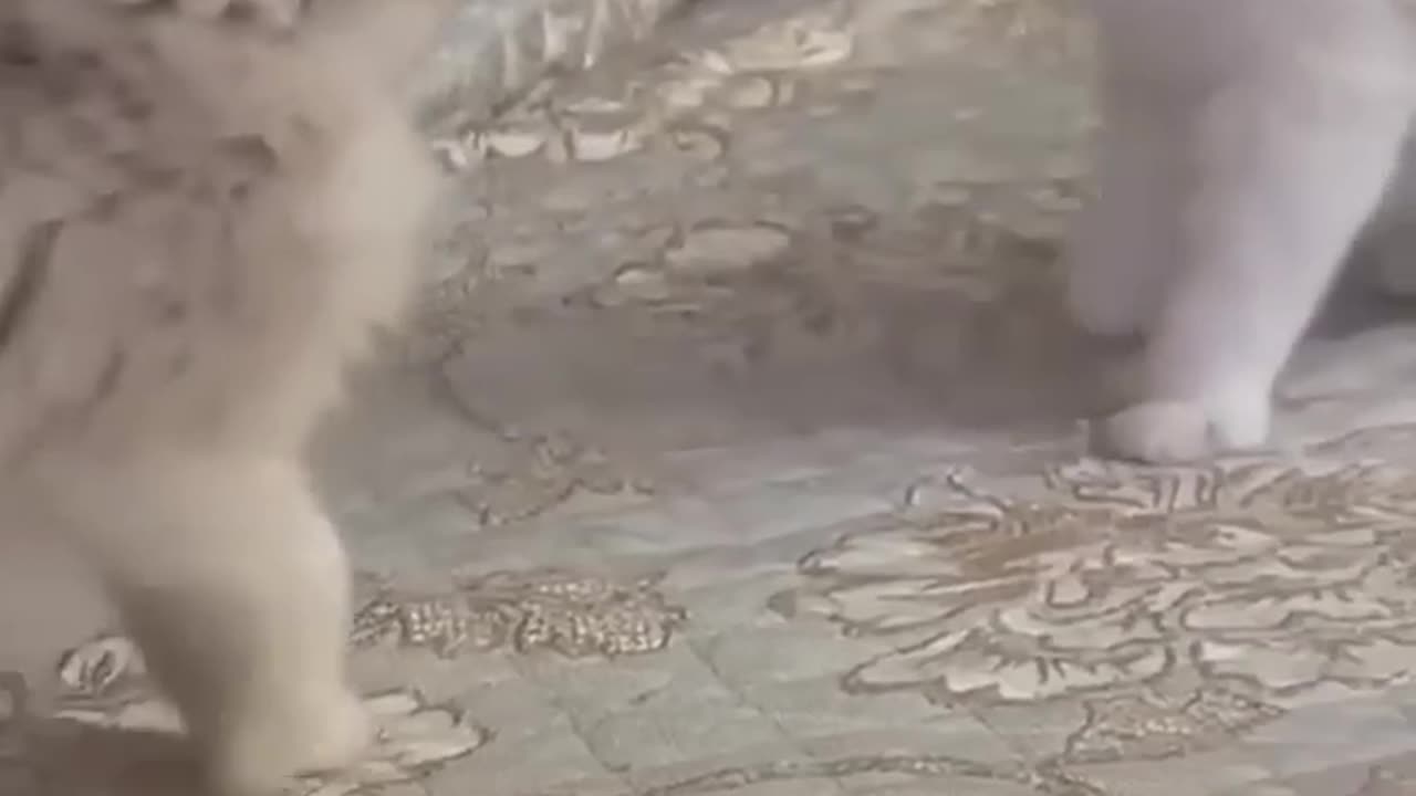 Sobfunny cats compilation episode 8 shorts