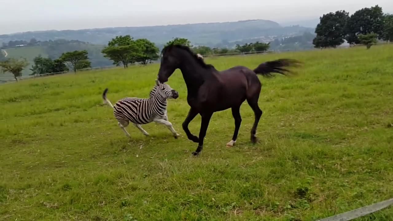 awesome zebra fight with horse