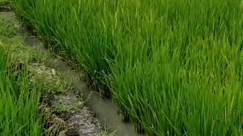 very green rice fields