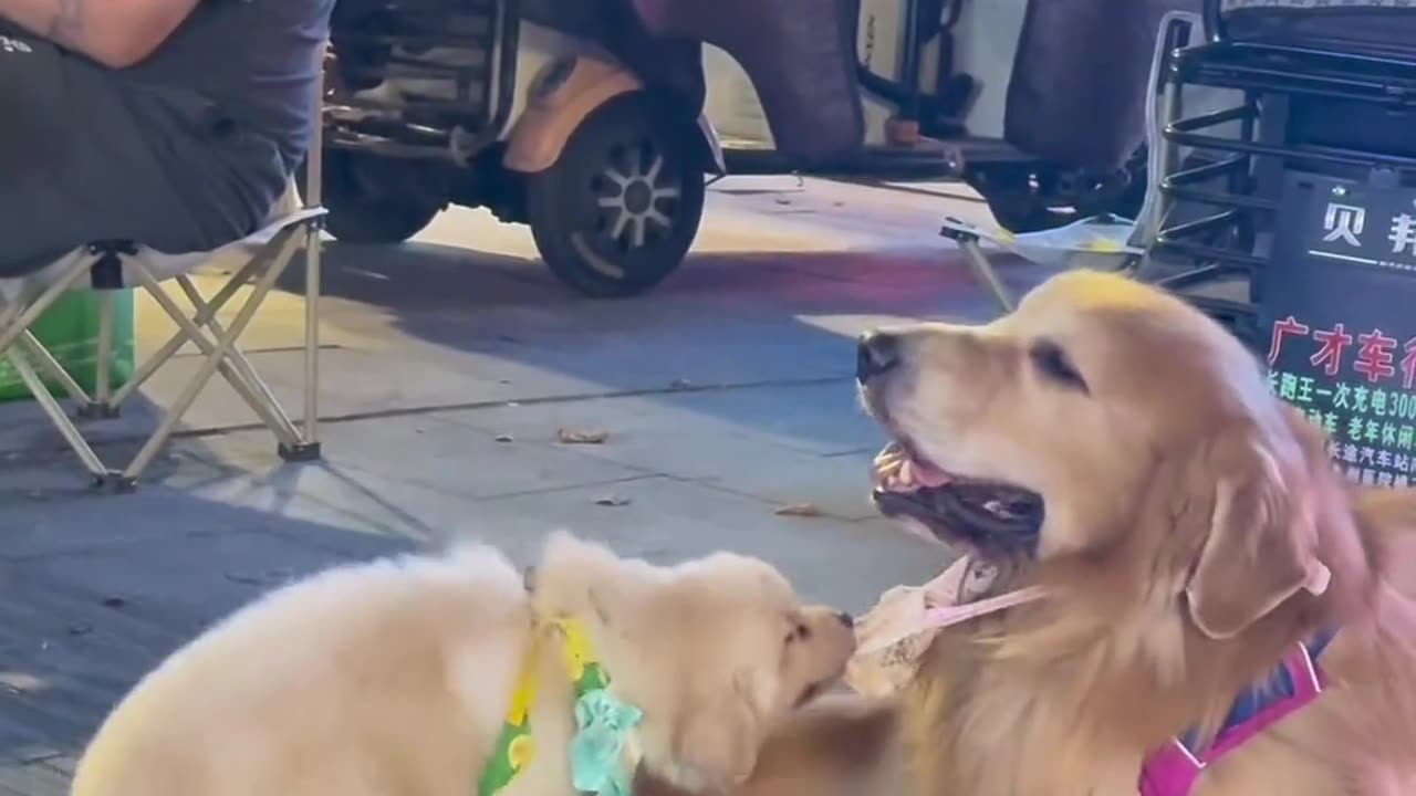 Little comfort dog: Dad, I'm having a hard time in my new home.