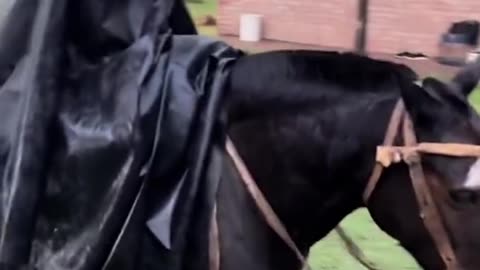 Animals 🐴 videos