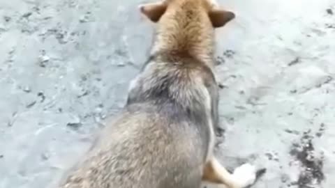 Funny Dogs Vs Chicken compilation 2022