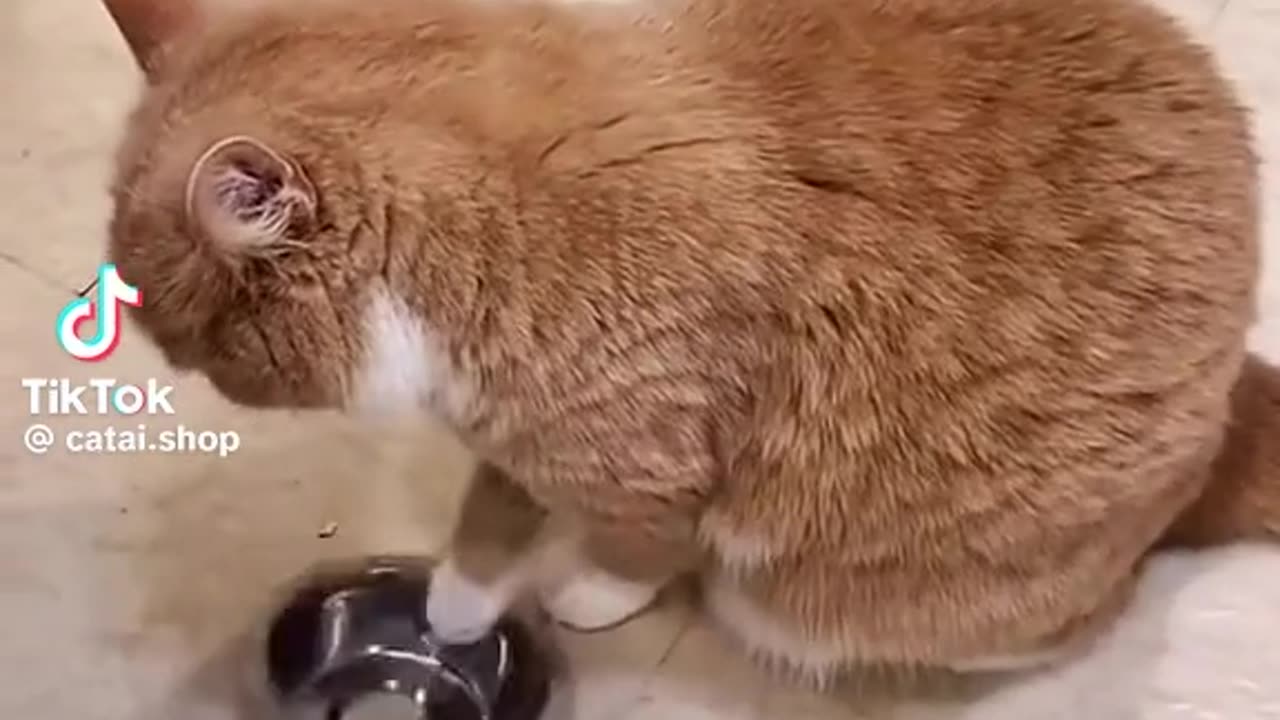 Funny Cat videos