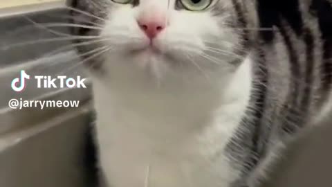 Funny Cat videos