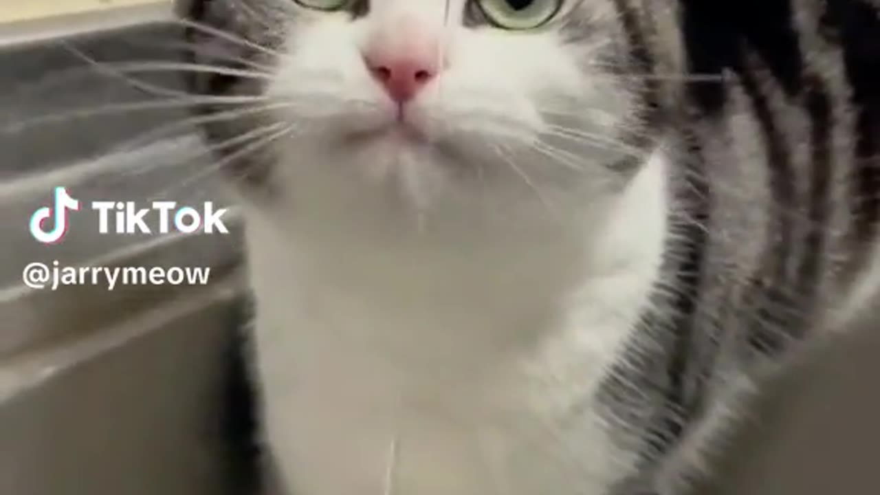 Funny Cat videos