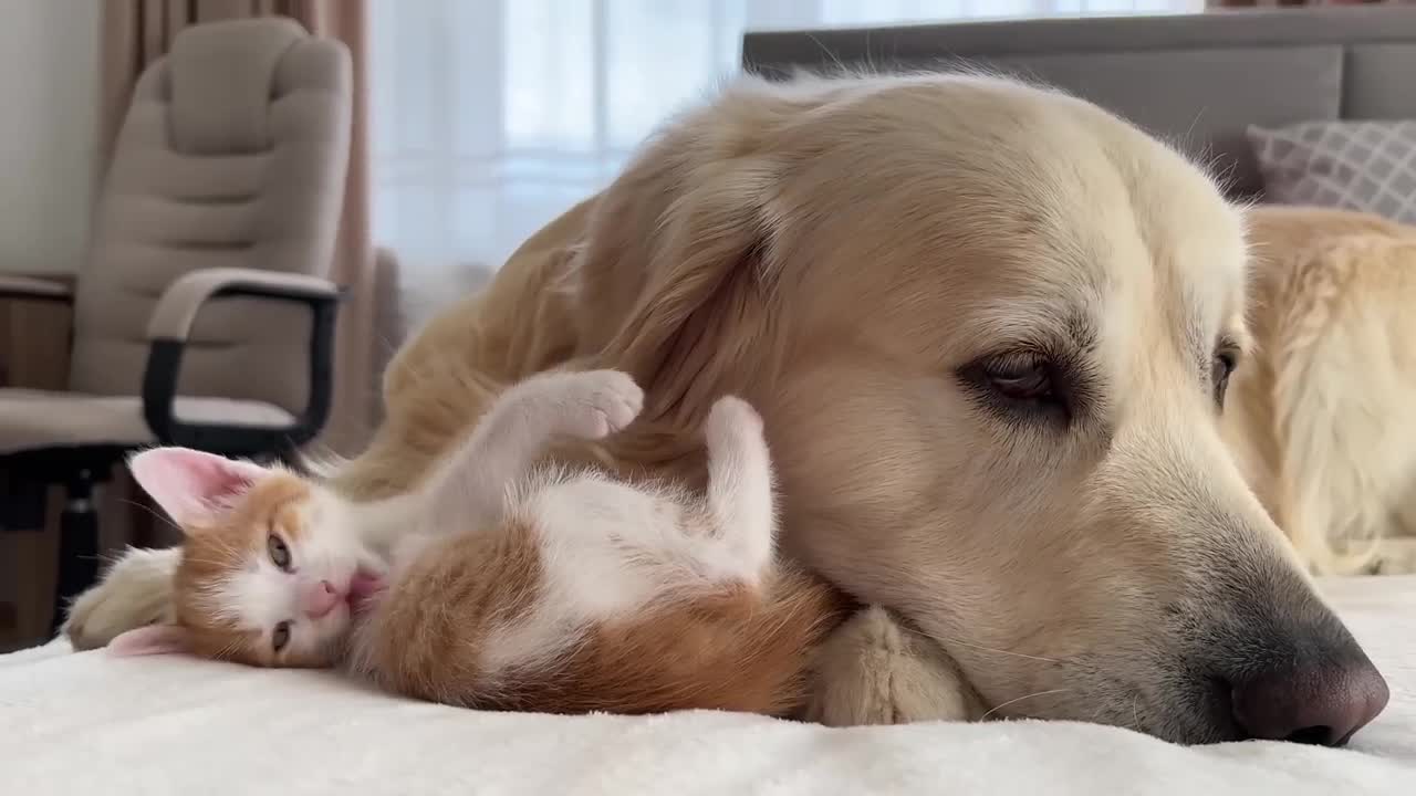 What the love of a Golden Retriever and a Tiny Kitten Looks Like