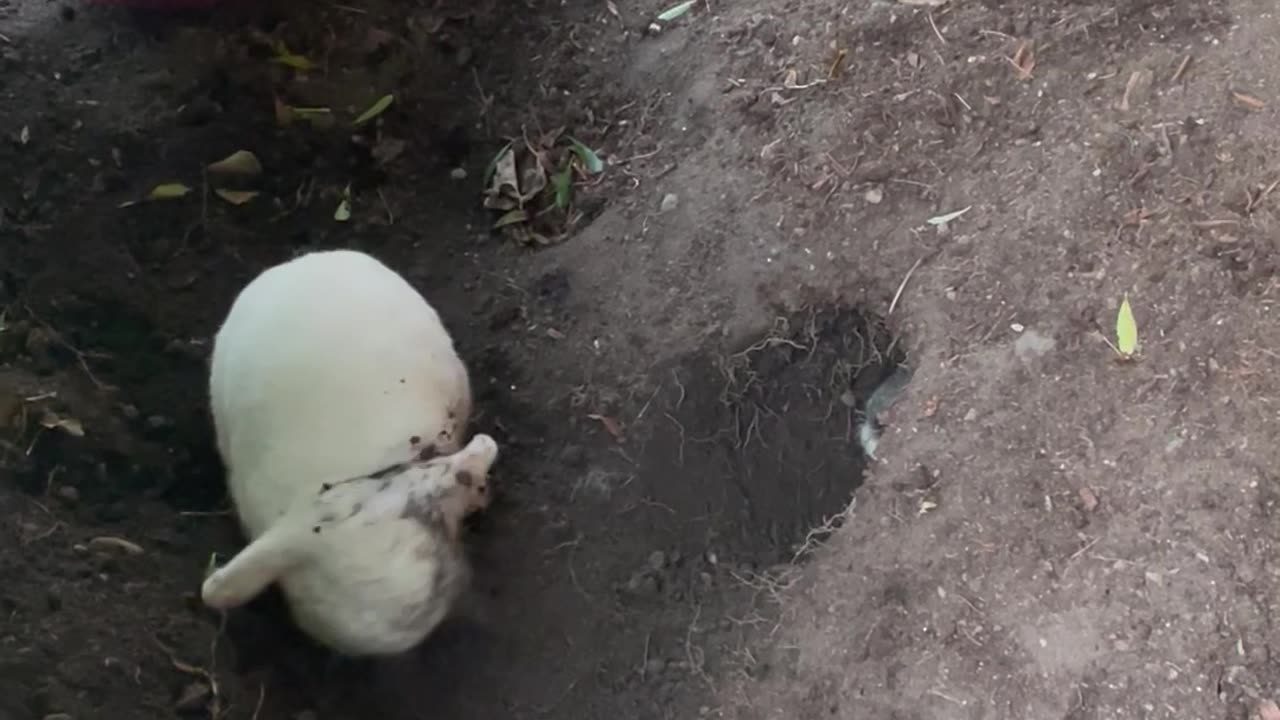 Digging Bunny Kicks Dirt in Friend's Face