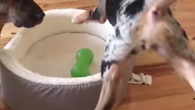 Pup Leaps To Protect Toy _shorts