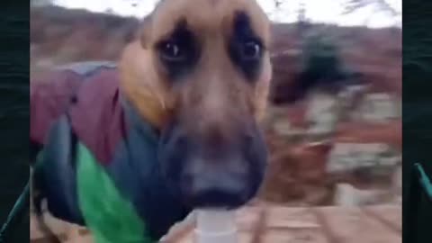 Dog vlog 🐶😂😂