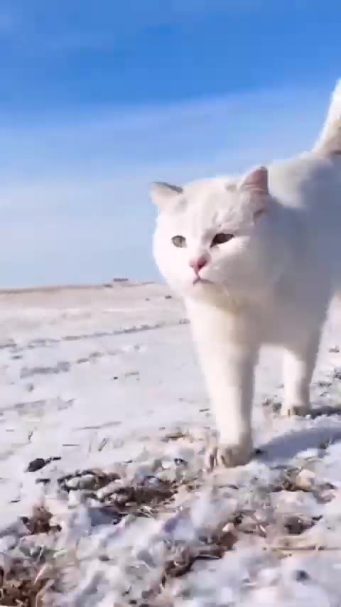 Cute funny cat - Cat video