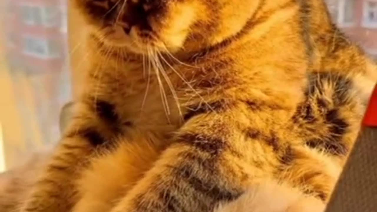Best funny animal