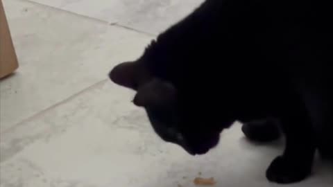 Adopting a Cat from a Shelter Vlog - Cute Precious Piper Enjoys a Piece of Chicken #shorts