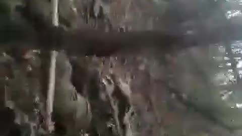 Orc Footage 2