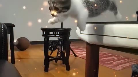 Cat fail to jump